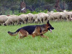 dressage chien de berger